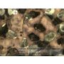 BRESSER Science MTL 201 50-800x thumbnail